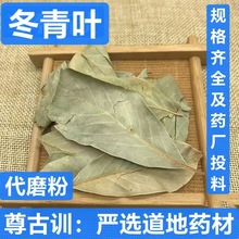 批发冬青叶 中药材冬青叶 毛冬青叶 当季新货 支持药检 代磨粉