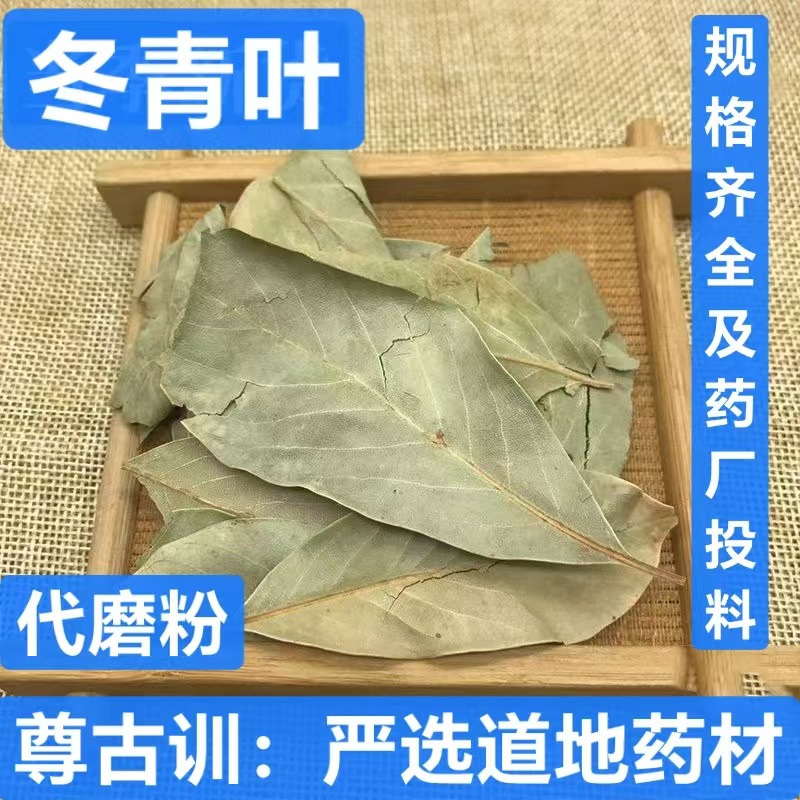 批发冬青叶 中药材冬青叶 毛冬青叶 当季新货 支持药检 代磨粉