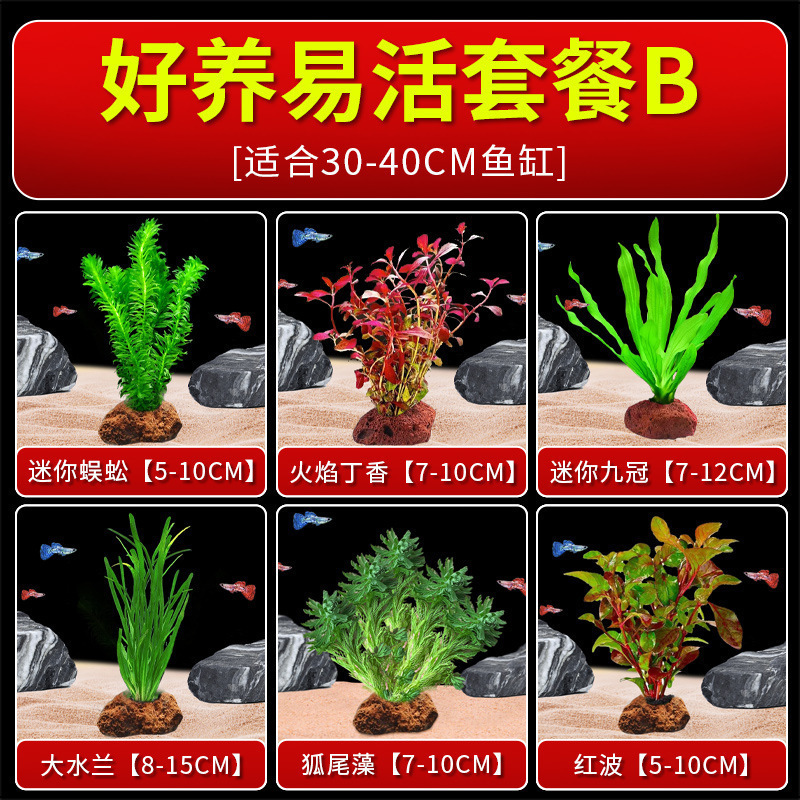 火山石水植物鱼缸净化水质懒人造景摆件全套底砂套餐性真|undefined