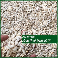 新货老品种毛边生南瓜子农家自种颗粒饱满散装安徽南瓜籽