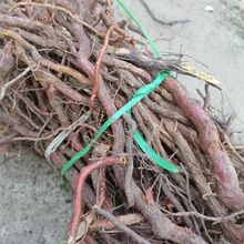 ҰѸ Ӹ Ӣ ݾƺòϟoȡ Ʒԃ