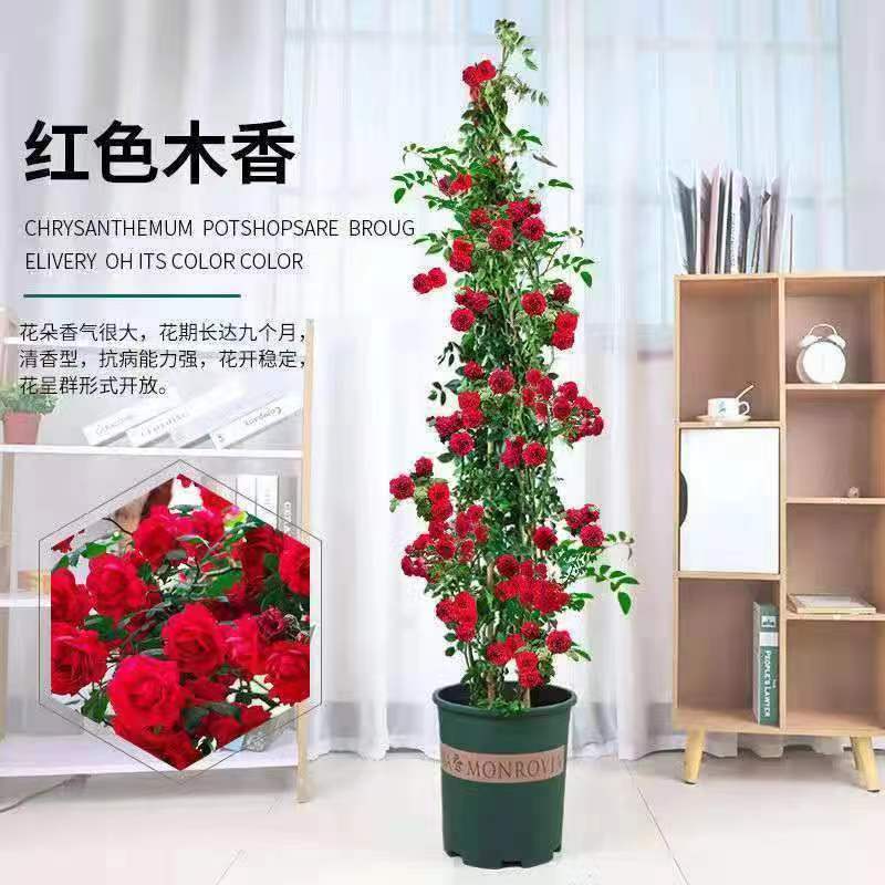 Flores de gran pila de rosas de rosa de temporada vieja, plantas de patio fragrantes, flores de balcón, flores de flores de rosa de rosa en todas las estaciones image 31