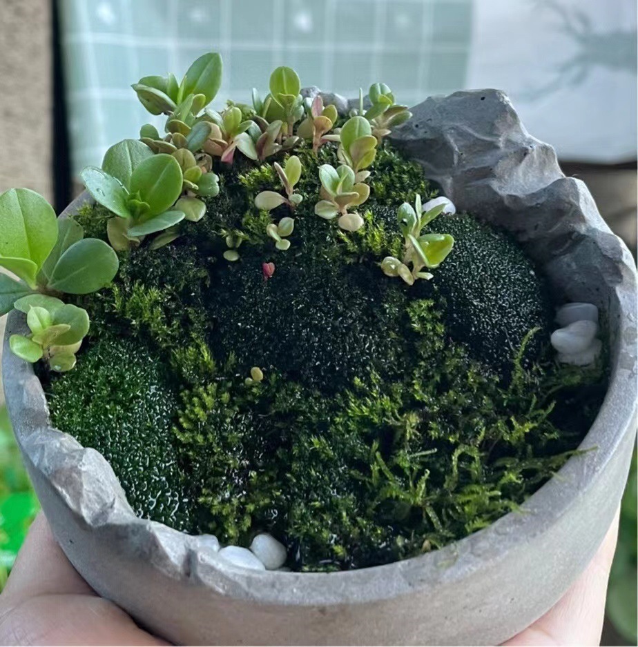 Creativo pequeño escritorio arte plantación planta decorativa flor verde maceta interior maceta carnosa cemento de oficina europeo