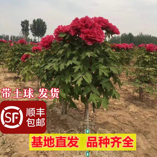 ���Uĵ�����玧����ʝ������^�p�ذ�����Ե����ͺ�ֱ�Uĵ����
