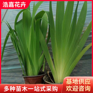 Aquatic Iris Orchid Potted New Seedlings Evergreen Flower Greening Project Aquatic Banana Tree Drought-Resistant Iris Blue Flower