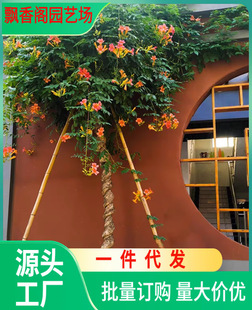 Dropshipping Wall-Climbing Lingxiao Flower Large Seedlings Multi-Flower Climbing Firecracker Morning Glory Balcony Courtyard Garden Cold-Resistant Climbing Vines