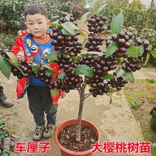 批发车厘子树苗樱桃树苖南方北方种植盆栽庭院果树矮化樱桃树大樱