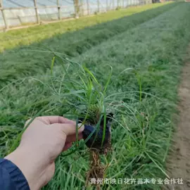 宿根花卉;盆栽;一二年生花卉