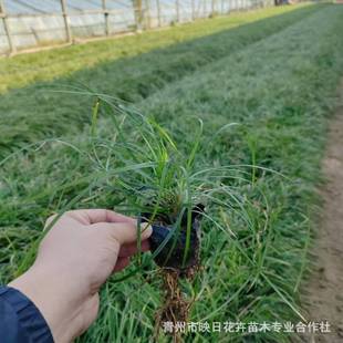 Along the Steps, Grass Potted Seedling Base, Along the Street, Grass Greening Seedlings, Lawn, Park Road Lighting, Shandong Qingzhou Seedling Base