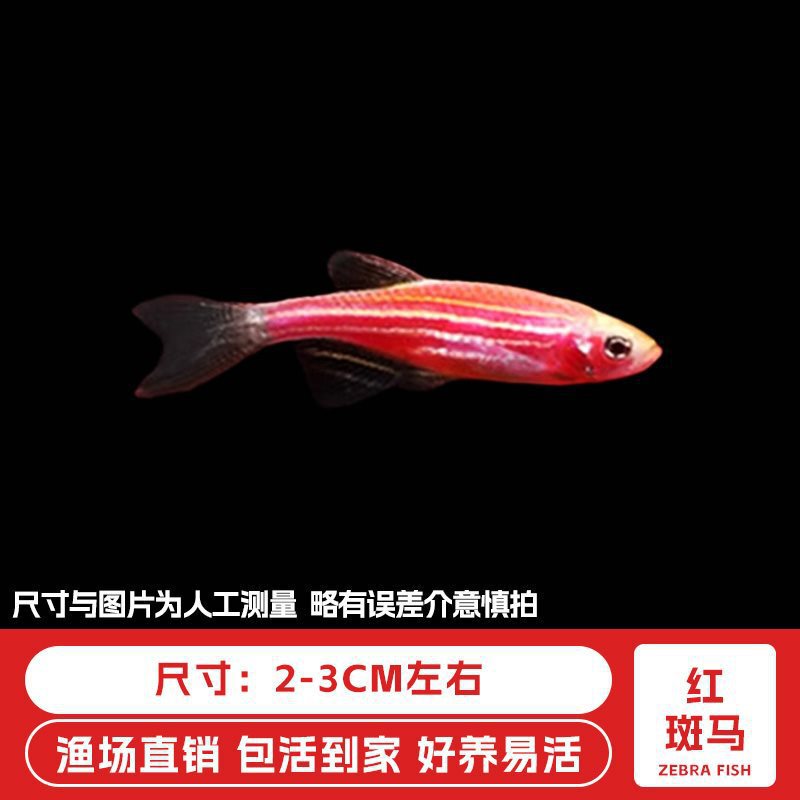 ゼブラフィッシュ観賞魚、活淡水ペット魚、蝶の羽、長尾冷水魚、淡水熱帯魚、飼いやすい、生きやすい|undefined