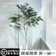 ИRRľƽˮr֦͏dkbGֲˌ