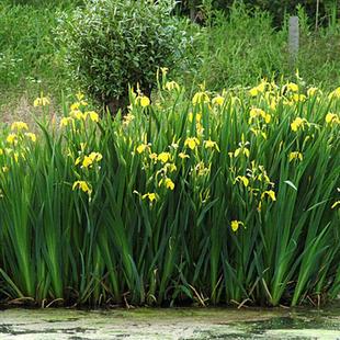 ˮֲS{Sβ̨ͥԺG˯ɏԻ˽