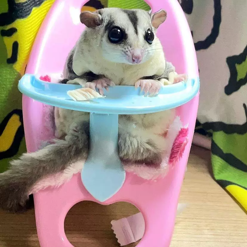 Сиденье для хомяка Маленькое домашнее животное Хомяк Золотой медведь Карлик Игрушка Обеденный стул Сиденье Тележка Товары для животных для малышей