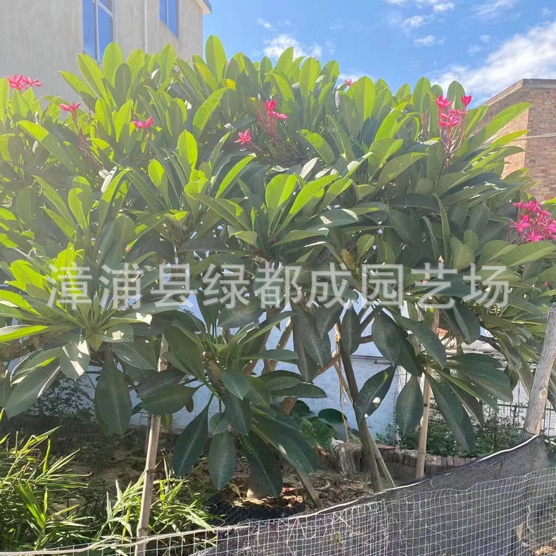 发布供应商品 - 1688.com 全球领先的采购批发平台