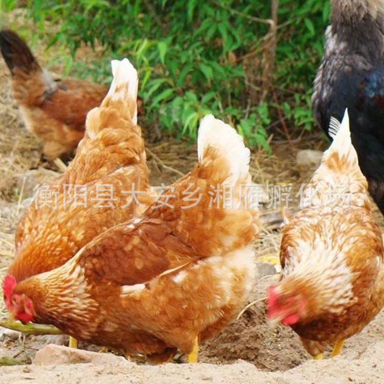 海兰褐蛋鸡1..jpg