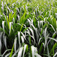 甜象草种子四季播耐寒产量高易种植猪牛羊兔鸡鹅鱼草种籽