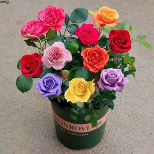 Rose Seedlings, Old Root Potted Plants, Fragrant Rose Seedlings, Green Plants, Florals Blooming in All Seasons, Cold-Resistant and Easy to Grow in Winter