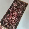 Coffee, gradient, 100 gram