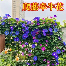 ��ţ���N�����Ȼ����������������ܷN���ļ����N�_��ͥԺ���N����