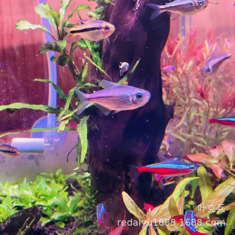 Шанхай Тропические рыбы декоративные рыбы оптом Розовый бриллиант карты лампа черный край прямой жир Карп бриллиант розовый карты лампа