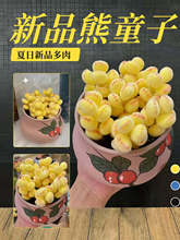 彩【锦】萌熊爪熊童子多肉植物彩色熊掌新款网红多肉阳台室内可爱