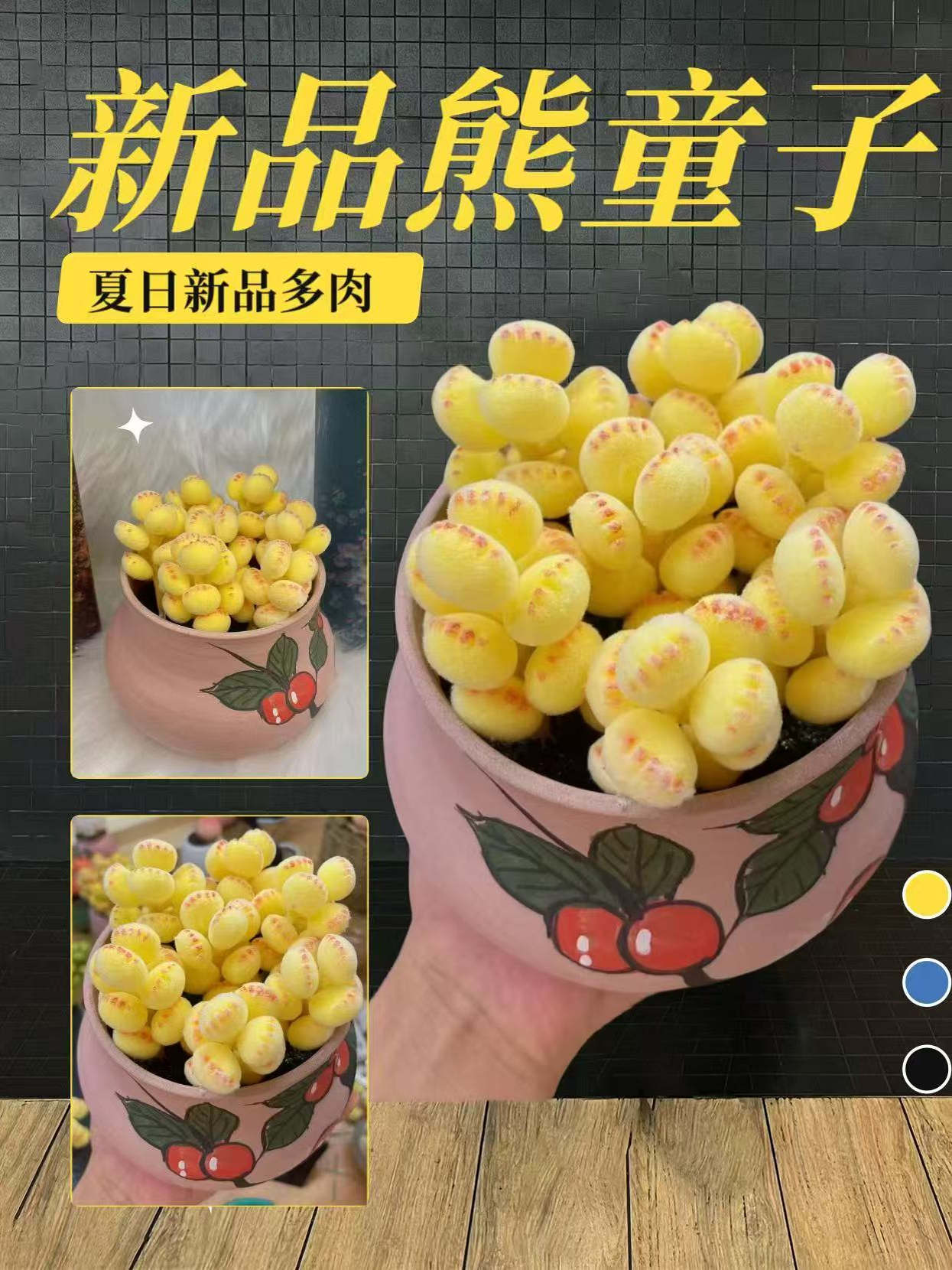 彩【锦】萌熊爪熊童子多肉植物彩色熊掌新款网红多肉阳台室内可爱