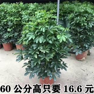 ���_ľ�������~ɏ�˷���ؔ�҃ȿ͏d����ȩ�����՚���;Gֲ�京��