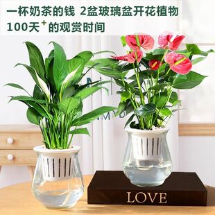 Anthurium Potted Indoor Hydroponic Water-Cultured Flowering Plants Are Easy to Grow in the Office in All Seasons. Green Plants and White Palms Are Smooth Sailing