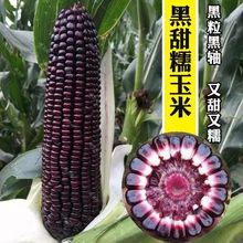 黑玉米種子黑色水果玉米種籽甜糯高產粘大棒甜玉米農家黑色蔬菜種