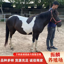 ���R���w�RһƥС�R�x���R�����R���R�O���m