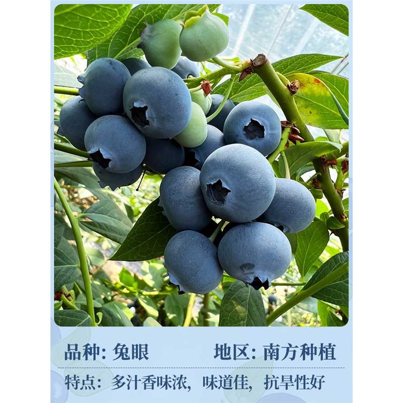 [과일이 있는 큰 모종] 토끼 눈 높이 50-60cm (육즙이 많고 맛이 좋고 단맛이 높음) 원토