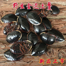 金边土鳖虫新货土别非中华土元地乌龟金边土元地鳖50g500g真货好