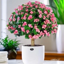 金枝玉叶盆栽室内办公室水培桌面好养活花卉老桩多肉植物造型盆景