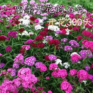 ���ʯ�񻨷N���ӚWʯ�񻨷N�ļ��ͺ����N�_����������ʯ��N��