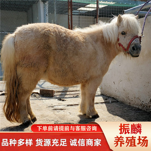 �������u���R�� ���T������İ��_�R�����H ���ﰫ�R���w���B��