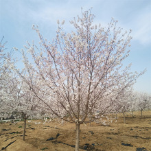 吉野樱花小苗造景苗绿植物市场行情 24公分染井吉野樱花 绿影园林