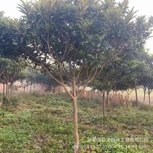 Landscape Outdoor Planting Loquat Saplings Loquat Trees 8-10- 12-25cm Complete Specifications