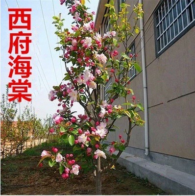 探寻东台苗圃产业的发展动态