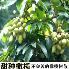 潮汕青橄榄苗甜种橄榄嫁接苗三棱橄榄乌橄榄黑橄榄油橄榄水果树苗