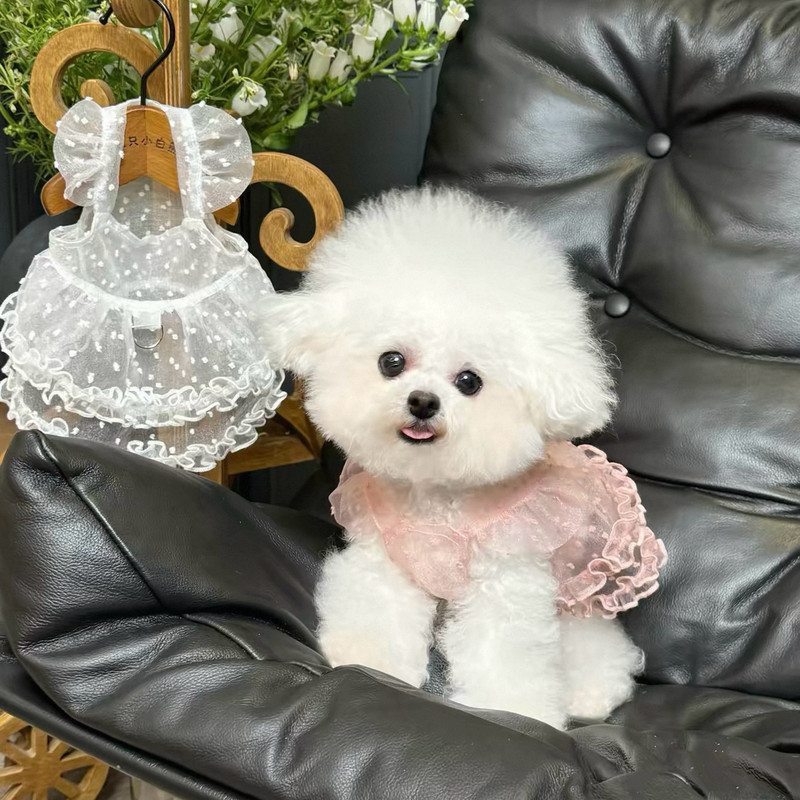 Pet Dress Summer Thin Lace Mesh Princess Dress for Bichon, Teddy, and Small Dogs Cute Dog Clothes Pet Dress Summer Thin Lace Mesh Princess Dress for Bichon, Teddy, and Small Dogs Cute Dog Clothes