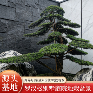 �����_�h��ͥԺ���Ԇ�ľ������辰�Ř�G�����ͺ� �Ϙ����̓���