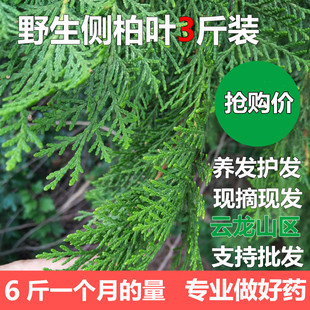 野生新鲜侧柏叶5斤柏树叶扁柏叶洗护发水柏树叶中泡酒熏真货H9-阿里巴巴