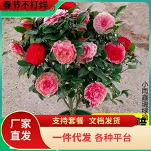 һl軨Ԏֲļ_ɽ軨t൤