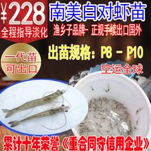 白对虾苗 虾苗 南美白对虾苗增殖放流苗基围虾苗淡化苗淡水虾苗