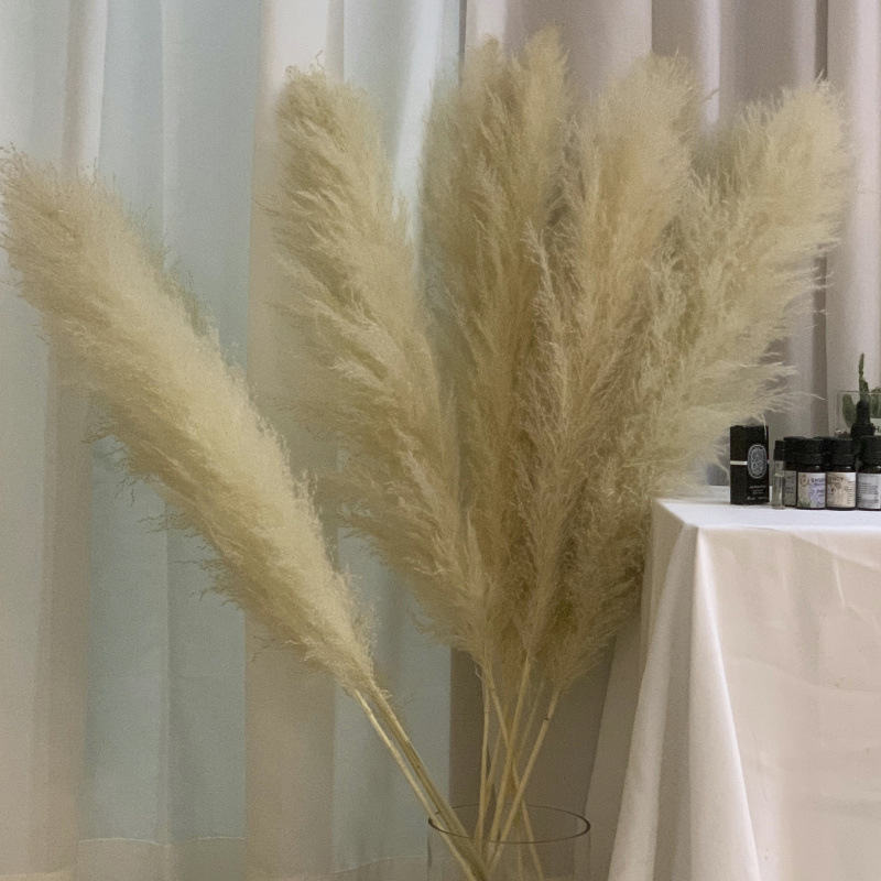 网红芦苇干花花束天然蒲苇客厅摆件超大婚庆拍照装饰仿真永生花|undefined