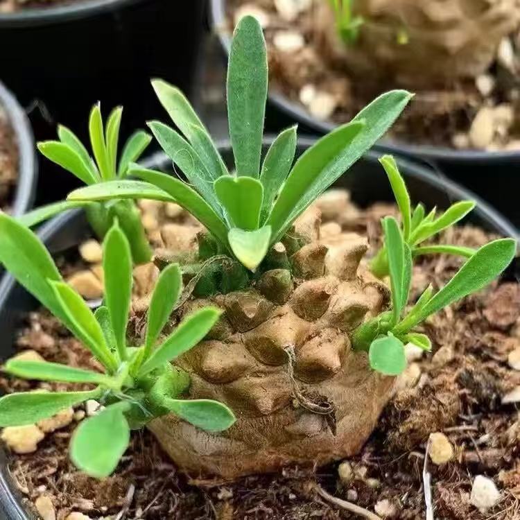 Piña de hierro, piña de la montaña Meishan, plantas suculentas raras, espinacas, peras, buenas estaciones para cultivar plantas verdes de mesa en maceta
