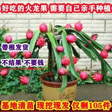 红心火龙果苗盆栽黄肉地栽庭院阳台南方北方种植果树苗当年结果