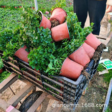 �������Կ�ʳ�����r�����~�������������������҃Ⱥ��Bֲ��