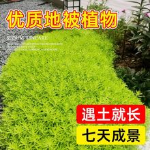 �S���ײ��f����͟Ứ���ر�ֲ���ͺ�����ͥԺ��픸����ɽ�G��