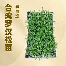 台湾罗汉松苗微景观小盆栽盆景水培趣味室内绿植清新空气四季常绿